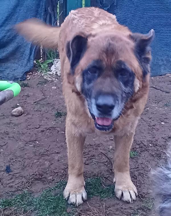 Tyson gigante dal carattere mite (nato intorno al 2014) Foto 8